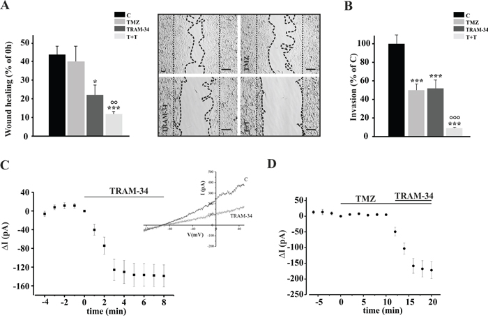 TRAM-34/TMZ treatment reduces basal cell migration and invasion of GL261 cells.