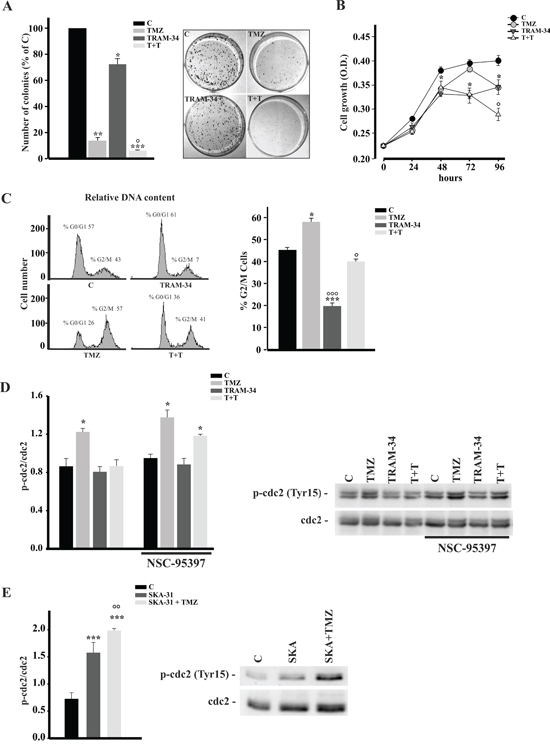 TRAM-34/TMZ treatment reduces clonogenicity and growth of GL261 cells and alters cell cycle.