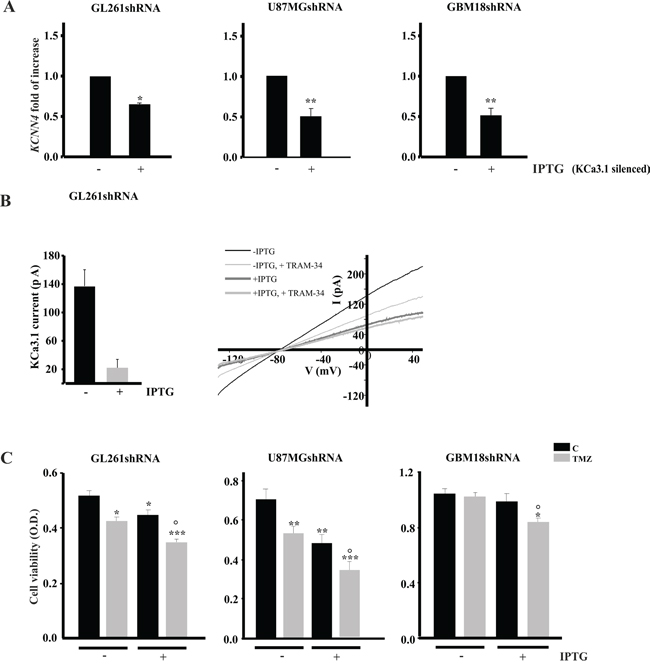 KCa3.1 silencing and TMZ treatment reduce glioma cell viability.