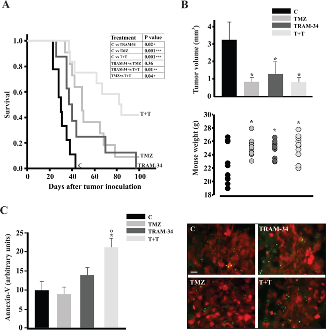 TRAM-34 and TMZ/TRAM-34 treatment increases survival of GL261-bearing mice.