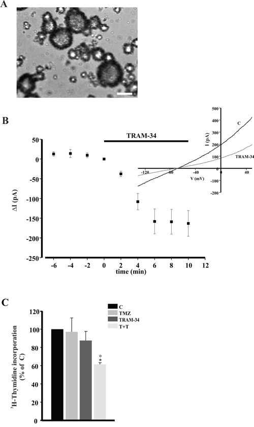 TRAM-34/TMZ treatment decreases CSC proliferation.