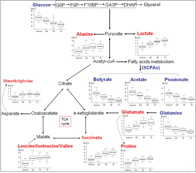 Metabolic network of the significantly changed metabolites involved in glycolysis, TCA cycle and amino acid metabolism.