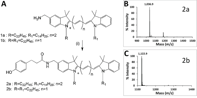 Synthesis and characterization of phenol-substituted dye analogs.