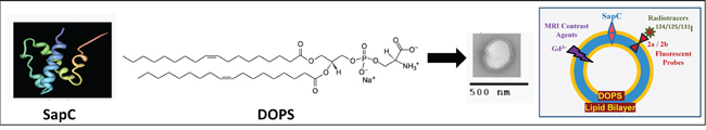 Structure of SapC-DOPS nanovesicles.