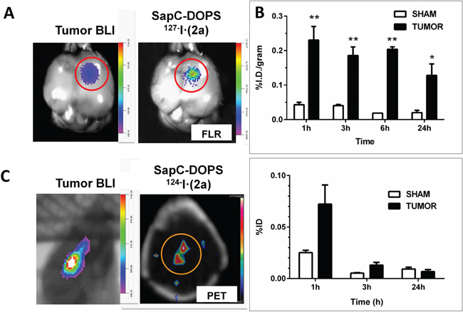 Selective targeting of intracranial glioblastoma by SapC-DOPS conjugated with an iodinated fluorochrome.