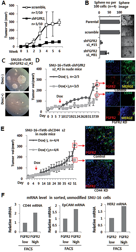 Depletion of FGFR2 or CD44 suppressed tumor sphere formation and tumor growth.