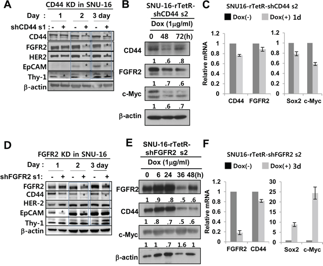 FGFR2 depletion decreases CD44 and CD44 depletion decreases FGFR2 via c-Myc.