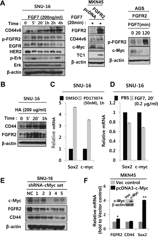 FGFR2 activation augments CD44 signaling and CD44 activation enhances FGFR2 signaling.