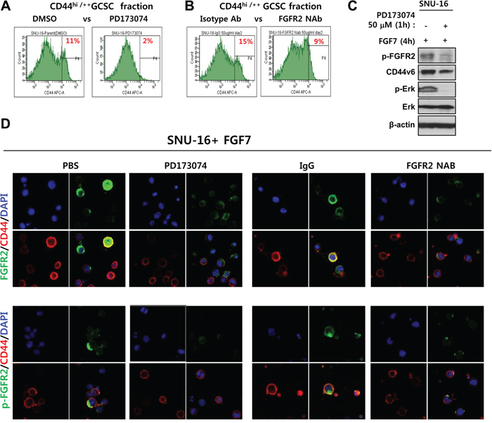 Inhibition of FGFR2 reduces the CD44+/hi fraction and prevents colocalization of FGFR2 with CD44 in vivo.