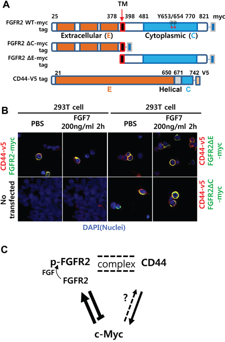 FGFR2 extracellular or cytoplasmic domain deletion reduced aggregated colocalization while retaining diffuse colocalization with CD44.