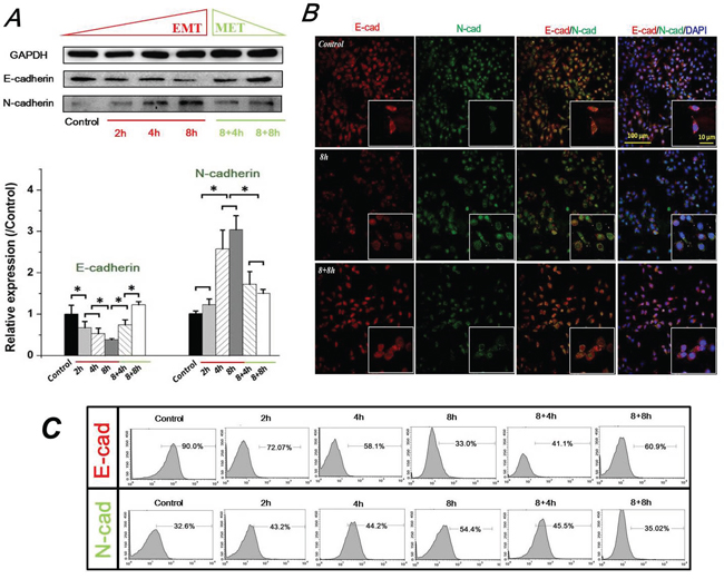 FSS induced expression and distribution of E-cad and N-cad in Hep-2 cells.