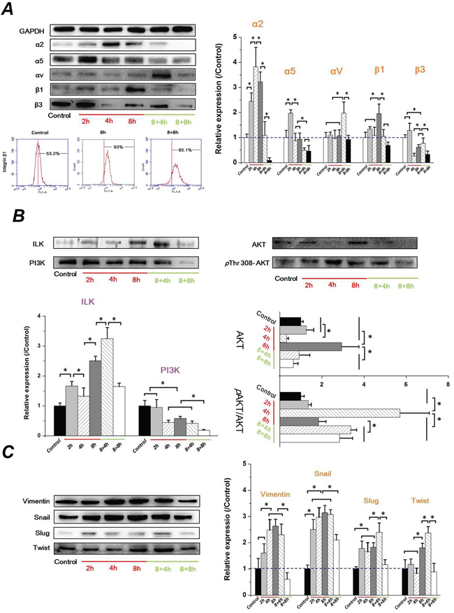 FSS-induced EMT in Hep-2 cells depended on integrins signaling events.