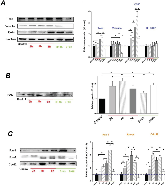 FSS-induced EMT in Hep-2 cells depended on FAK signaling cascade.