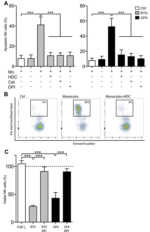 CD20 antibodies induced ROS-dependent NK cell apoptosis.