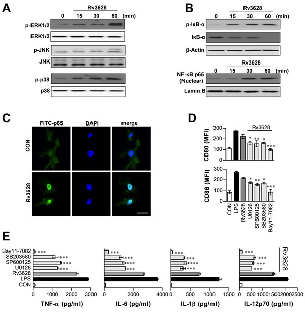 Rv3628-dependent induction of DC maturation protein involves activation of the MAPK and NF-&#x3ba;B signaling pathways.