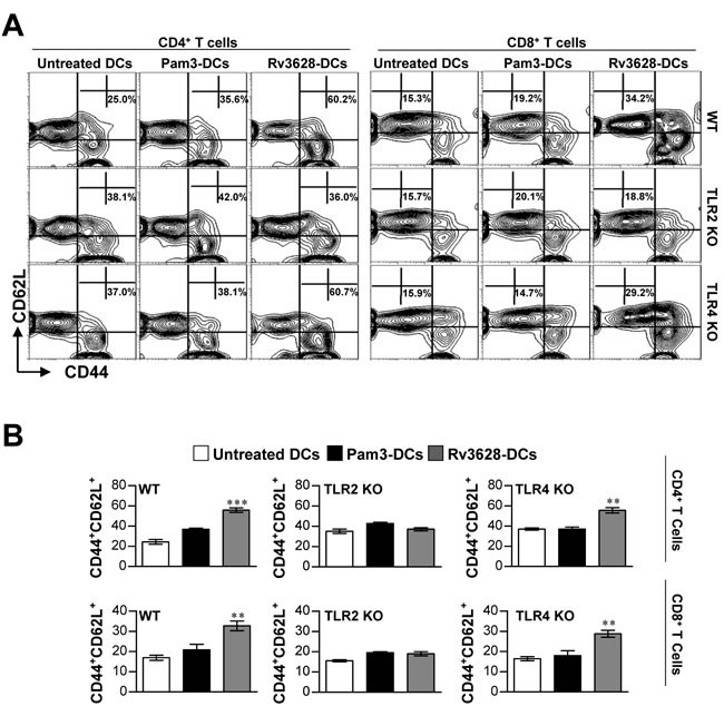 Rv3628 induced Ag-specific effector/memory T cell expansion in the spleens of Mtb H37Rv-infected mice via TLR2 signaling.