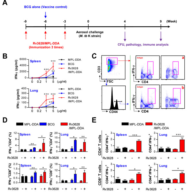 Ag-specific responses in spleen and lung cells after final immunization with MPL-DDA alone, BCG or Rv3628/MPL-DDA.