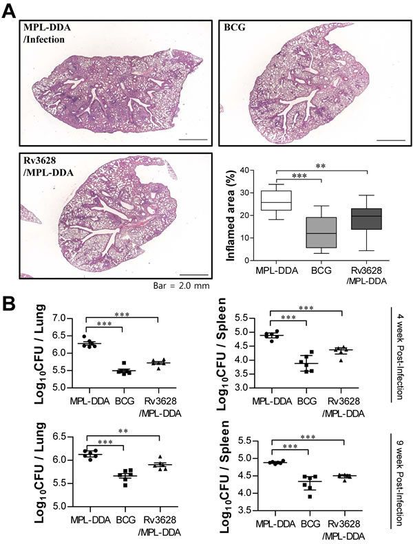 Histology of representative lung lobes and CFU values for each group.