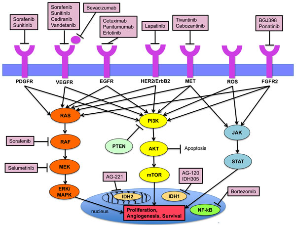 Figure 1: Key signaling pathways in the pathogenesis of cholangiocarcinoma and established targeted agents.