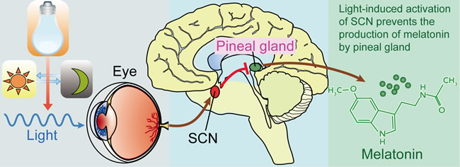 Light, suprachiasmatic nuclei (SCN), and the pineal/melatonin circuit.