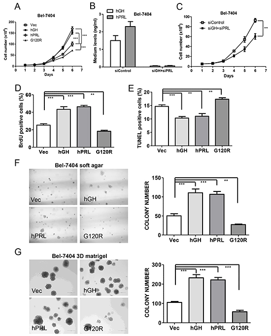 Autocrine expression of hGH or hPRL promote HCC cell oncogenicity in vitro.
