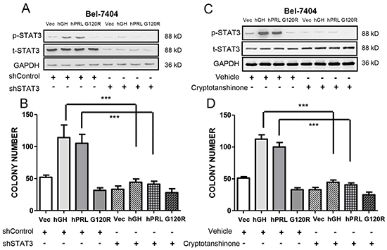 hGH and hPRL stimulated oncogenicity is mediated by STAT3.