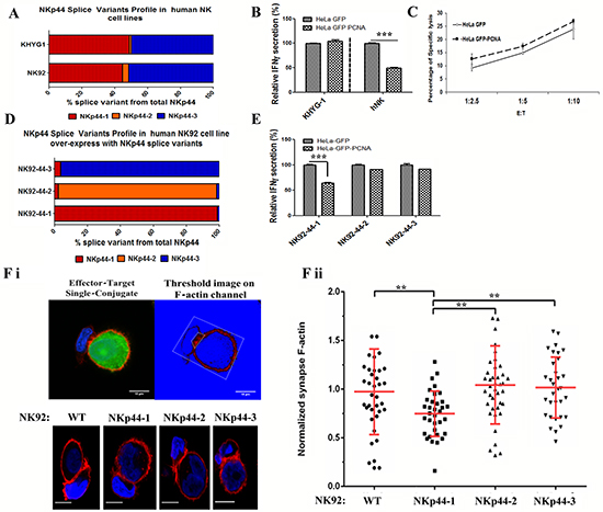 Co-dominant expression of NKp44-1 and NKp44-3 leads to &#x201C;resilient&#x201D; NK function toward PCNA-expressing tumor cells.