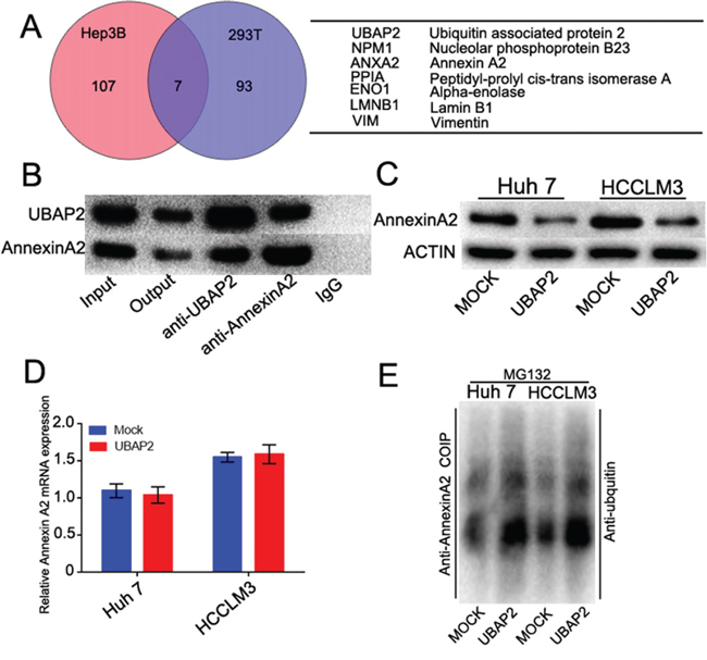 UBAP2 formed a complex with Annexin A2 and promoted Annexin A2 degradation.