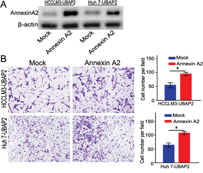 Enforced Annexin A2 expression rescued the invasive ability of HCC cells induced by UBAP2.