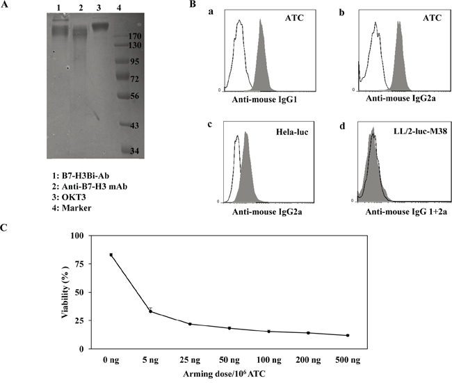 Generation of anti-CD3 &#x00D7; anti-B7-H3 bispecific antibody (B7-H3Bi-Ab).