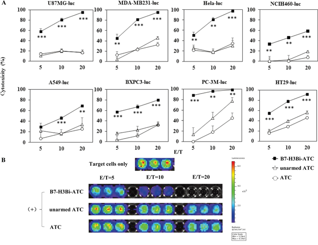 Cytotoxicity effects of B7-H3Bi-armed ATC against different tumor cells.