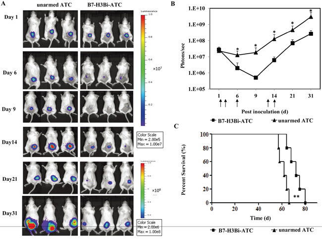 In vivo anti-tumor ability of B7-H3Bi-armed ATC in mouse subcutaneous cancer model.