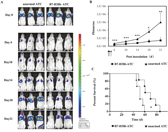 In vivo anti-tumor potency of B7-H3Bi-armed ATC in mouse lung cancer metastasis model.