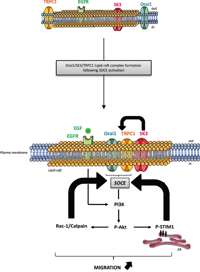 Proposed mechanism demonstrating the interaction between the lipid-raft associated Orai1/TRPC1/SK3 channel complex and EGFR signaling pathway in colon cancer cell migration.