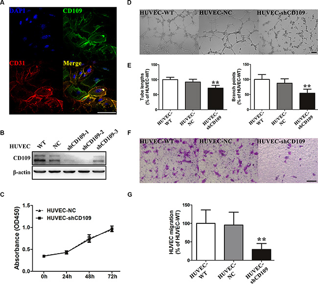 CD109 expression was essential for EC function.