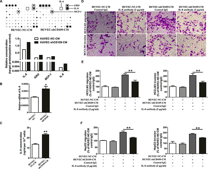 IL-8 mediated the tumor-promoting role of CD109 knockdown in HUVEC.