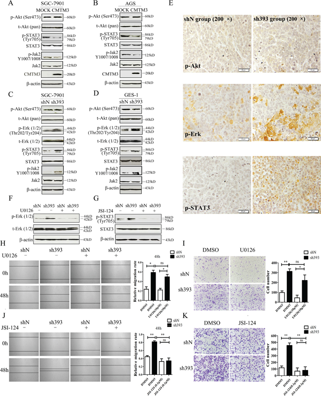 The STAT3 signaling pathway plays a crucial role in promoting migration of CMTM3-knockdown SGC-7901 cells.