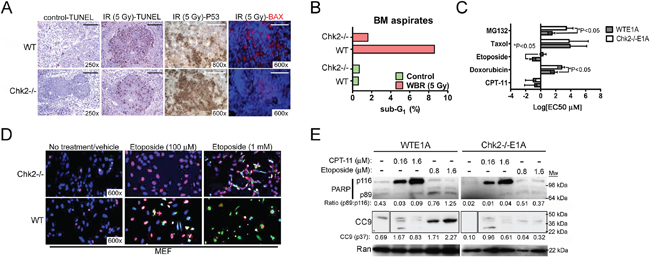 Chk2-targeting protects from toxicity triggered by DNA damage in vivo and in vitro.