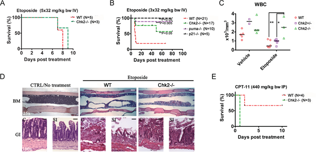 Chk2 triggers dose-limiting toxicity in mice in vivo following etoposide.