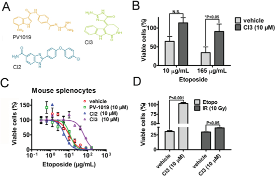 Pharmacologic inhibitors of Chk2 (Chk2i) protects normal human and mouse cells from etoposide-induced killing.