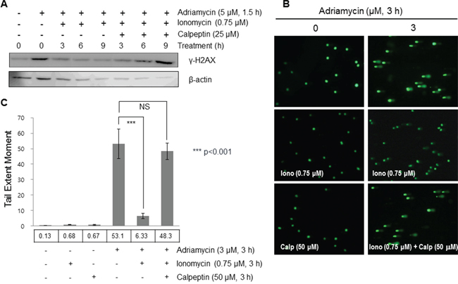 Cleaved Ku80 enhanced the repair activity of DNA damaged caused by adriamycin.