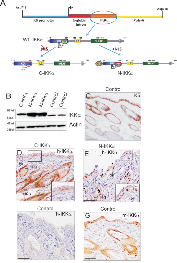 Expression of the transgenic IKK&#x03B1; protein in skin of C-IKK&#x03B1; and N-IKK&#x03B1; mice.