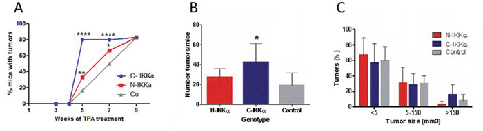 Tumors developed in C-and N-IKK&#x03B1;/TgAC and Control/TgAC mice.