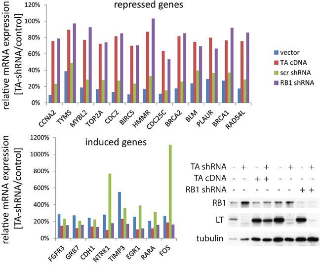 Overlap of genes regulated by MCPyV-TA and RB1 in MCC cells.