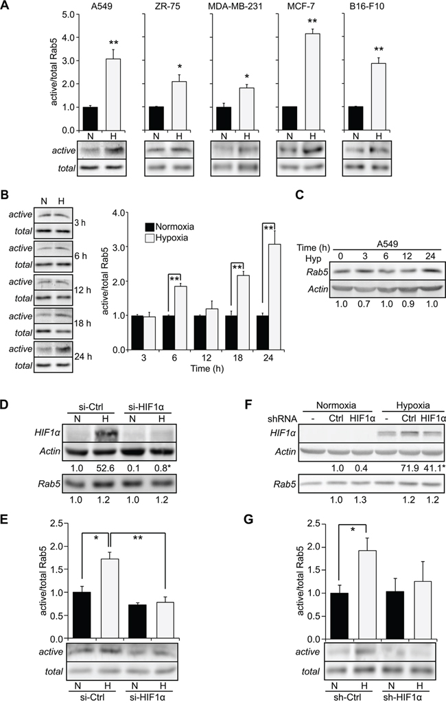 Hypoxia promotes Rab5-GTP loading in tumor cells.