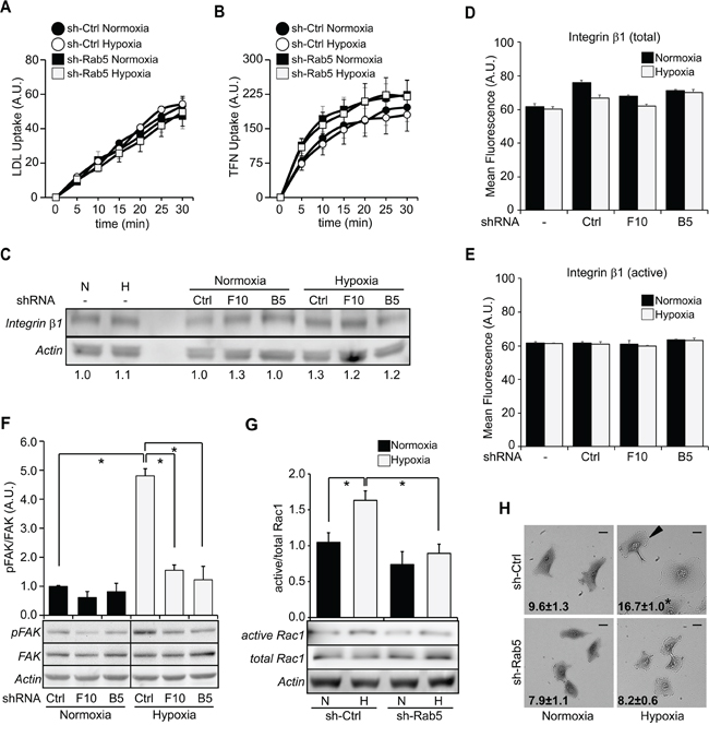 Silencing of Rab5 decreases FAK and Rac1 activation induced by hypoxia, without alterations in endocytosis.
