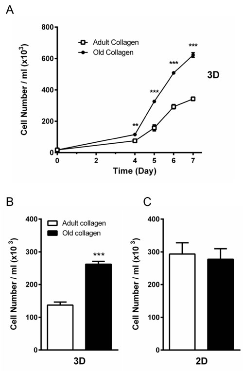 Effect of collagen aging on HT-1080 cell proliferation in 2D and 3D matrices.