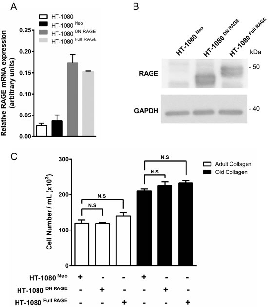 RAGE expression in parental and RAGE-transfected HT-1080 cells, and effect of collagen aging on cell proliferation.