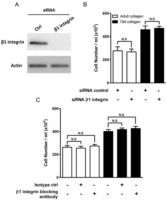 Effect of &#x3b2;1 integrin inhibition on HT-1080 cell proliferation.