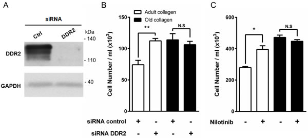Effect of DDR2 inhibition on HT-1080 cell proliferation.